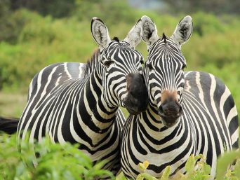 a close up of two zebras