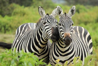a close up of two zebras