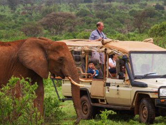 people in a vehicle watching an elephant