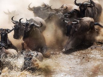 a herd of wildebeests crossing a river