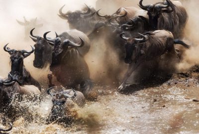 a herd of wildebeests crossing a river