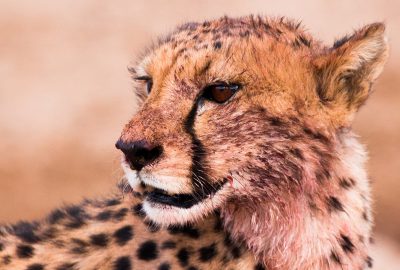 a close up of a cheetah