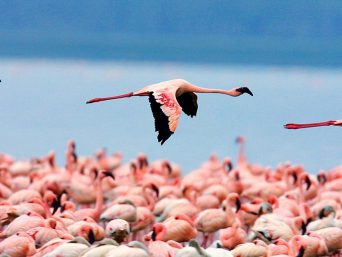flamingoes on a lake