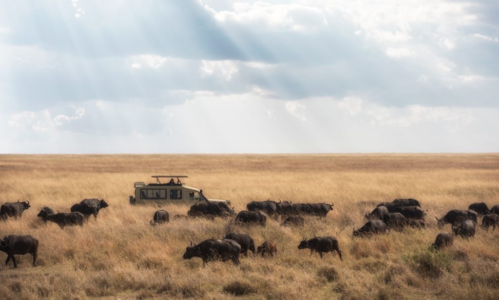 safari in Kenya