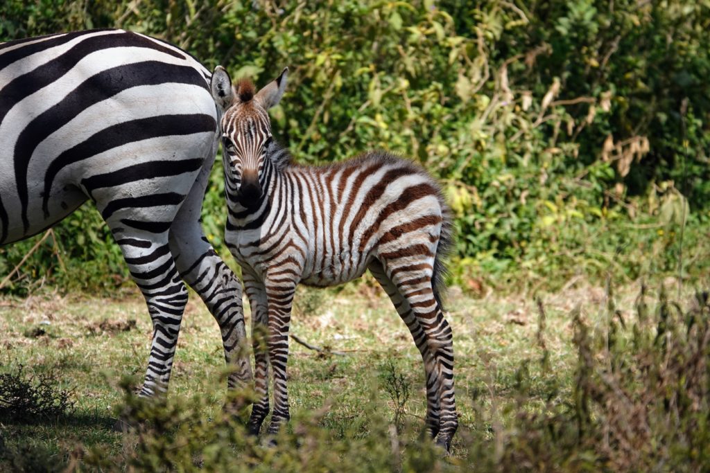 Baby zebra near its mother on Crescent Island, Naivasha Lake, Kenya